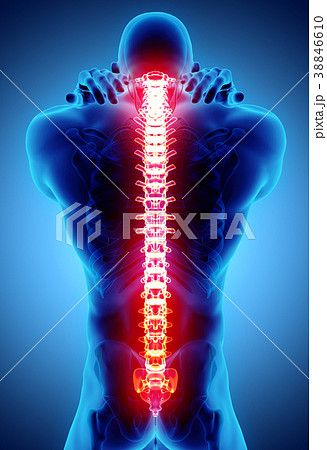 脊髄のイラスト素材
