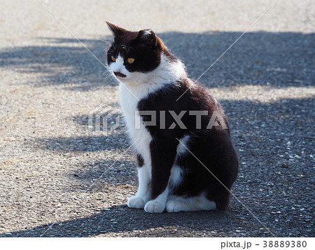 チョビひげ猫の写真素材