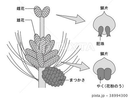 裸子植物のイラスト素材