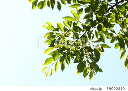 タケコプターの写真素材