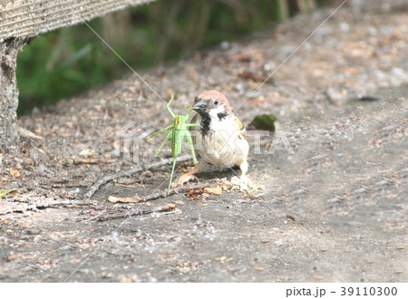 スズメ 食物連鎖 虫 鳥の写真素材