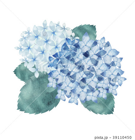 紫陽花 水彩画 植物 花のイラスト素材