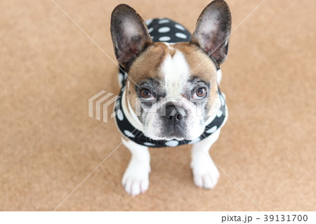 犬 フレンチブルドック オス 茶色の写真素材