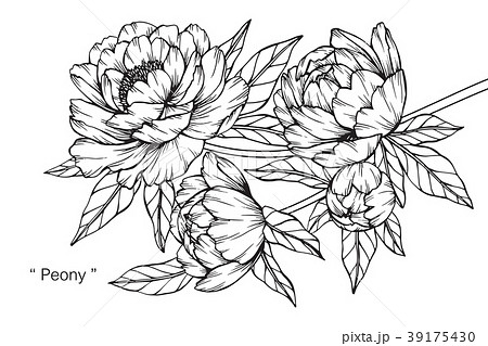 モノクロ 白黒 花 ベクターのイラスト素材