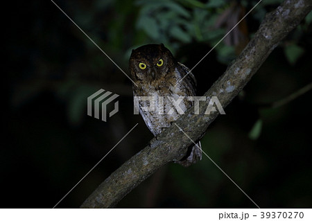 夜行性 鳥の写真素材