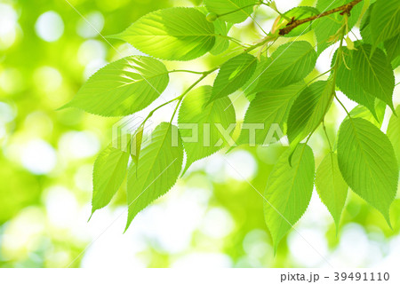 桜の葉の写真素材