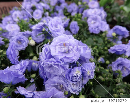 カンパニュラ ブルーワンダー 花 植物の写真素材