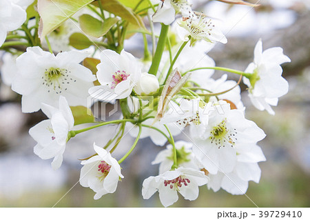 梨の花の写真素材