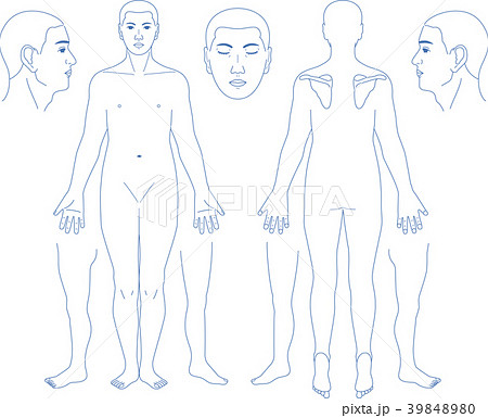 人体図 ベクター 裸体 肉体のイラスト素材