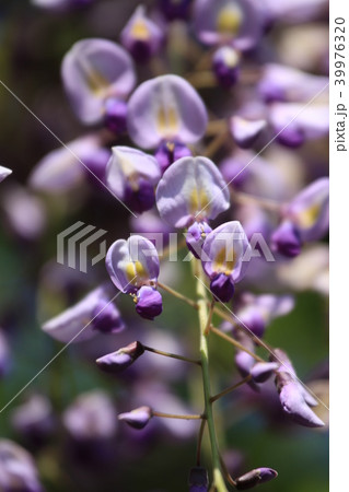 藤の花 紫と白の花 花びら 花芯の写真素材 藤の花 紫と白の花 花びら 花芯の写真素材