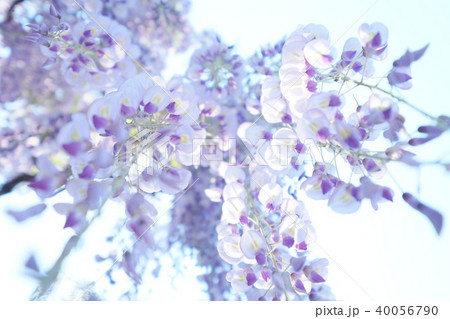 藤棚 藤 下から 花びらの写真素材