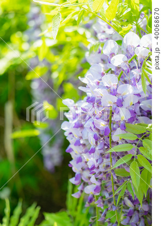 藤の花 藤 秩父 岩畳の写真素材
