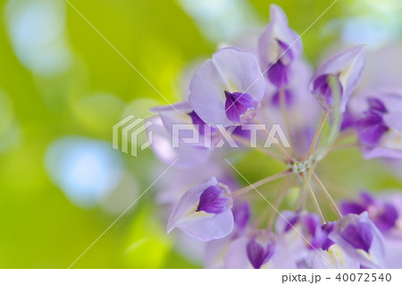 藤棚 藤 下から 花びらの写真素材