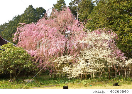 リョクガクザクラ 緑萼桜 りょくがくざくら ミドリザクラの写真素材 - PIXTA