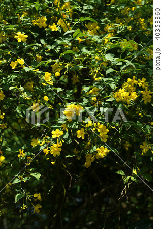 ヒマラヤソケイ ヒマラヤ素馨 ヒマラヤそけい 花の写真素材