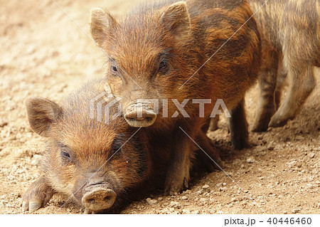 うり坊 猪 哺乳類 子どもの写真素材