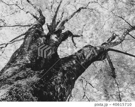 楠 大樹 老木 モノクロの写真素材