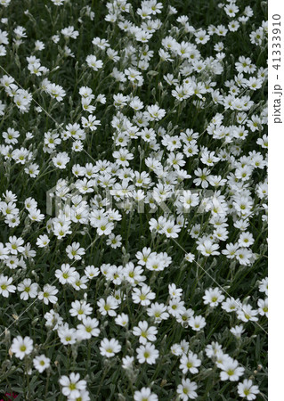 夏雪草照片素材 夏雪草照片素材