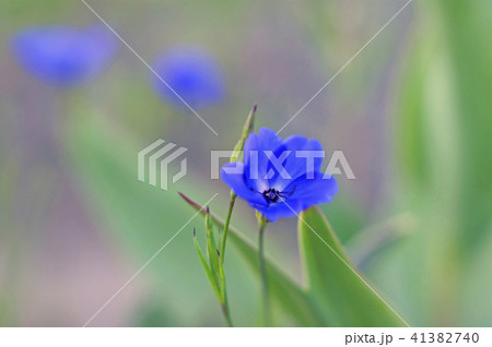 ビスカリア 花の写真素材
