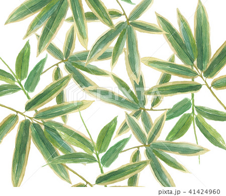 くまざさのイラスト素材 くまざさのイラスト素材