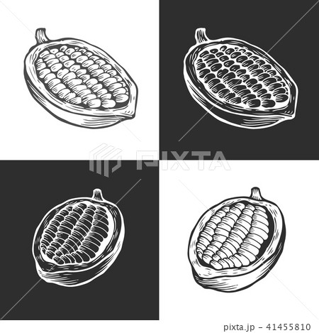カカオの木のイラスト素材