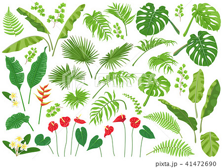 熱帯雨林 ジャングル 熱帯植物 アンスリウムのイラスト素材