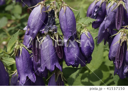 袋状花 紫色 下向咲 草木植物の写真素材