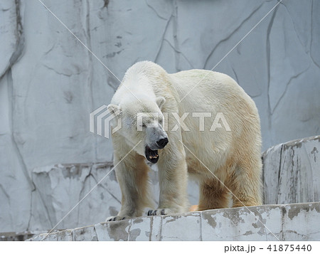 シロクマ ホッキョクグマ 東山動植物園 動物園の写真素材