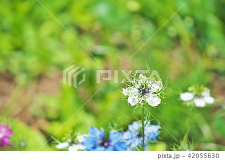 ニゲラ 花 白の写真素材