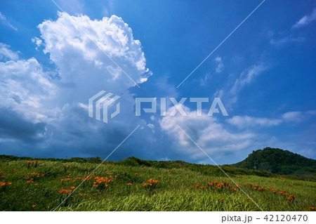 スカシユリ 花 関東 関東地方の写真素材