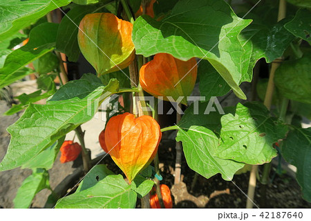 ホオズキ 草花 ドライフラワー 切り花の写真素材