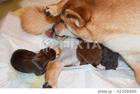 産まれたて 出産 柴犬 母親の写真素材