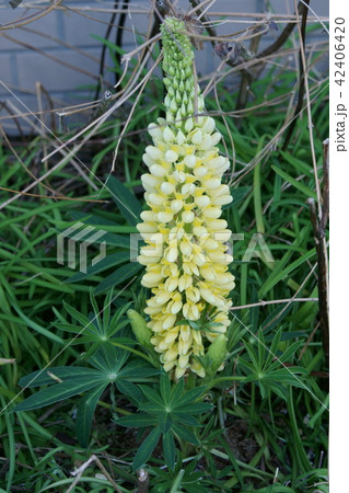 羽団扇豆 5 6月 ハウチワマメの写真素材