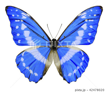 モルフォ蝶 綺麗 南米 蝶の写真素材