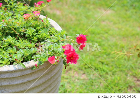 花 ポーチュラカ 鉢植え ハナスベリの写真素材