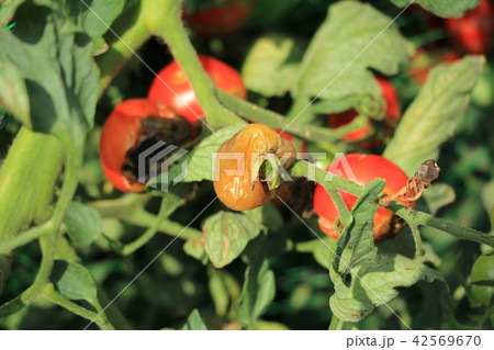 トマト 野菜 腐敗 腐るの写真素材