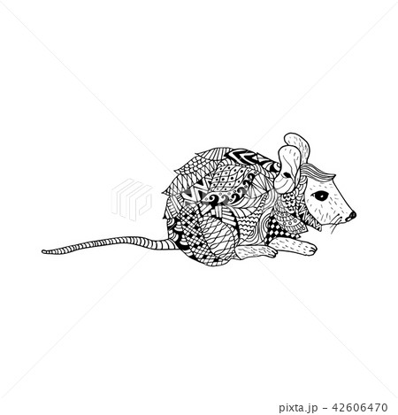 Chinchilla Illustrations