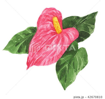アンスリウムを画く水彩画』watercolor drawing anthurium - YouTube