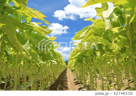 タバコの葉 たばこの葉 栽培 黄緑色の写真素材