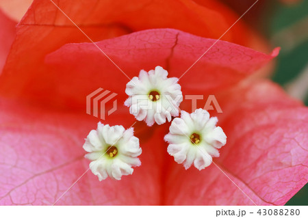 ブーゲンビリア 筏葛 九重葛 花の写真素材 - PIXTA