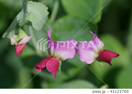 赤花エンドウの写真素材