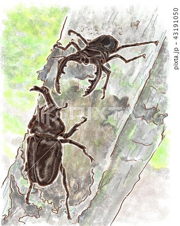 昆虫バトルのイラスト素材