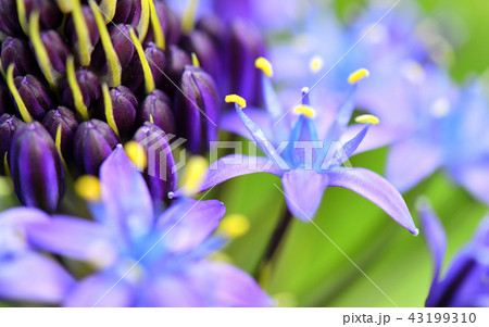 シラー 花の写真素材