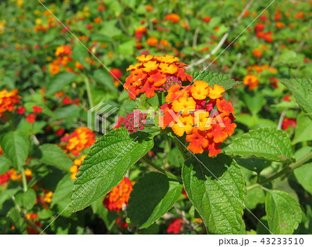 小さい紫陽花みたいな花の写真素材