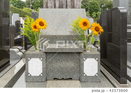 ひまわり 墓 お供え お参りの写真素材