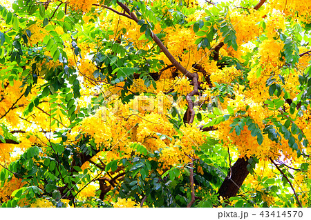 ゴールデンシャワーツリー ハワイ シャワーツリー 木の写真素材