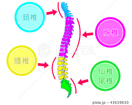 脊椎 骨格 脊柱 背骨のイラスト素材