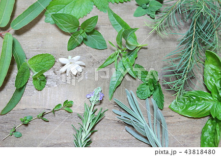 アラビアンジャスミンの写真素材