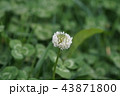 白詰草 シロツメクサ 花言葉は 思い出して の写真素材