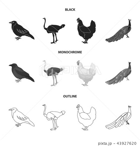 鳥 孔雀 イラスト 白黒のイラスト素材